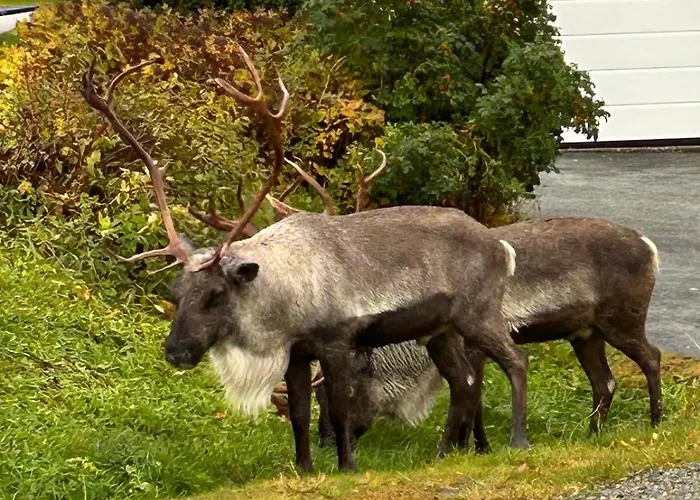 Lägenhet Naert Til Flyplass Naturen Og Sentrum Av Tromsø