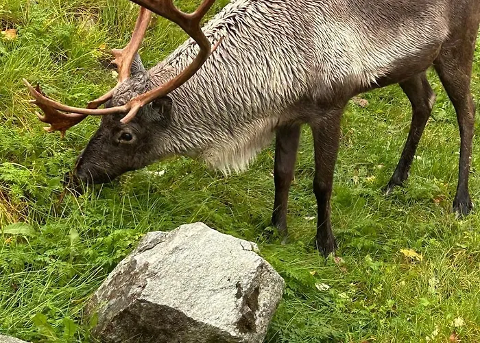 Naert Til Flyplass Naturen Og Sentrum Av Lägenhet *